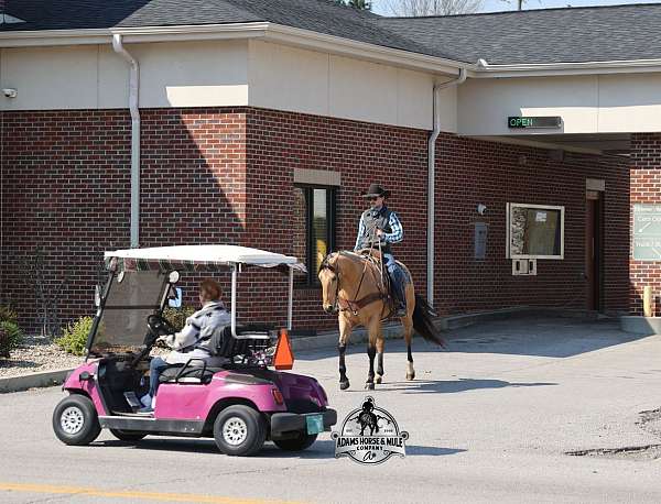 flashy-quarter-horse