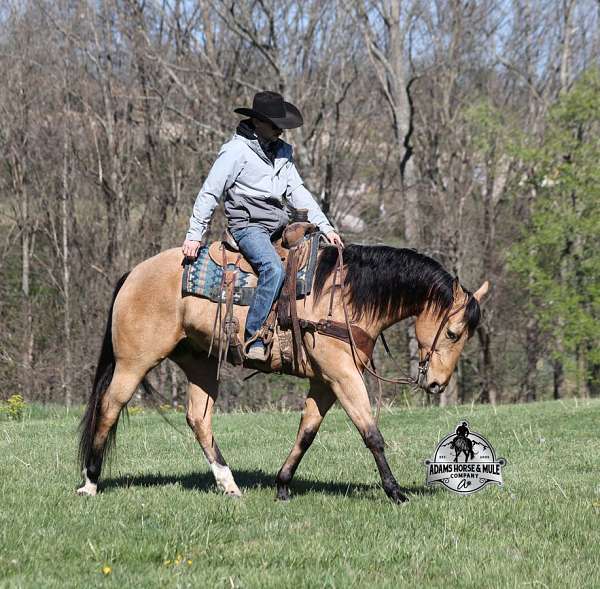 husband-safe-quarter-horse