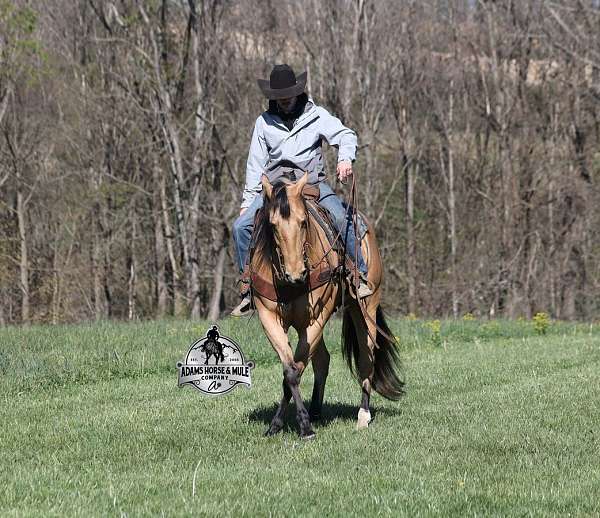 performance-quarter-horse
