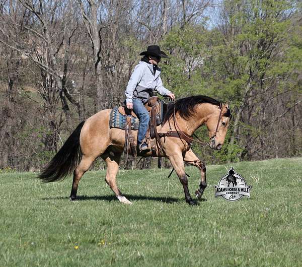 ranch-quarter-horse