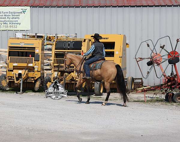 ranch-versatility-quarter-horse