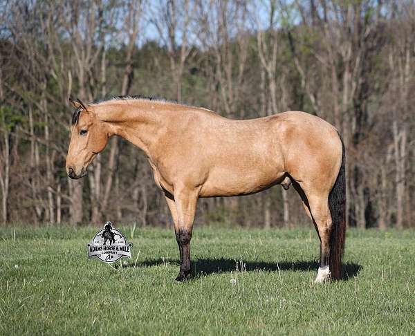 show-quarter-horse