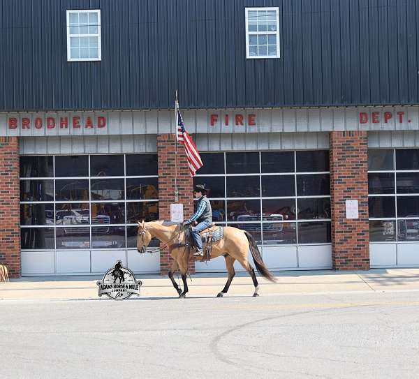 trail-quarter-horse