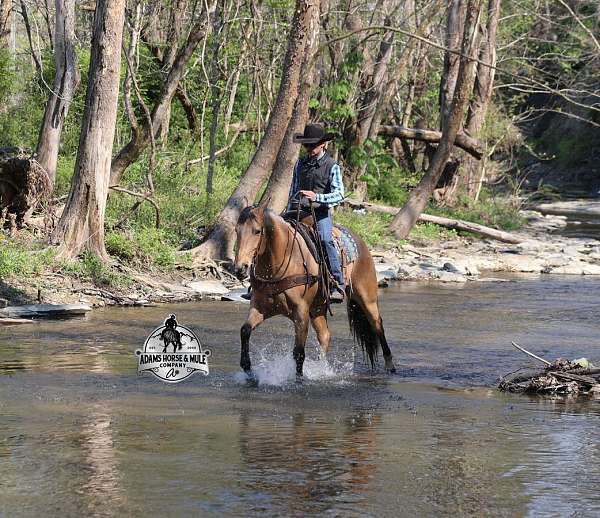 trail-riding-quarter-horse