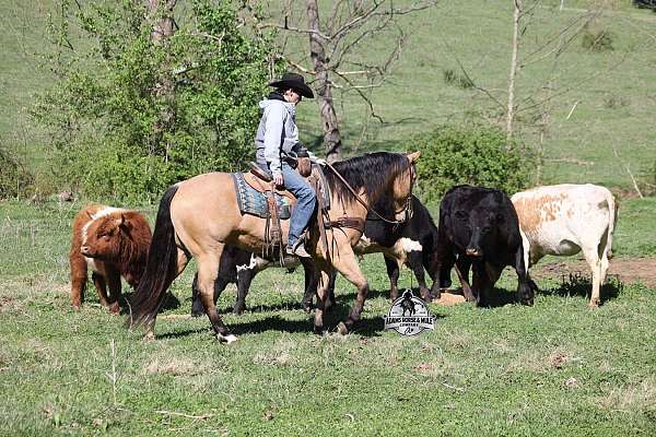 western-riding-quarter-horse