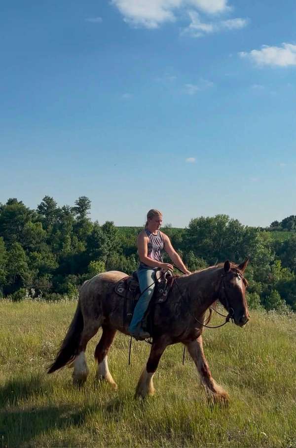 red-roan-gypsy-vanner-gelding