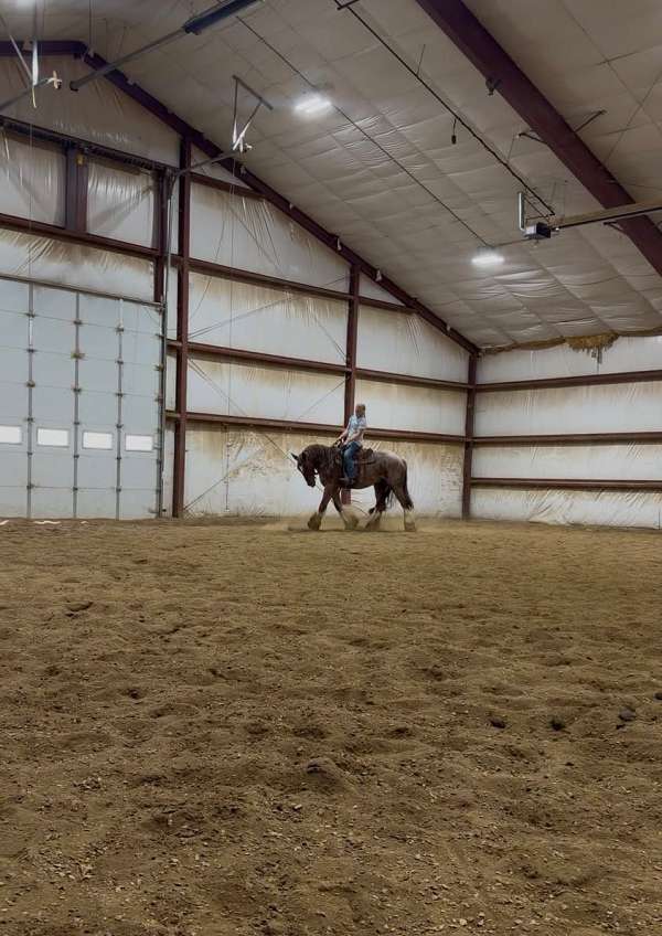 lope-gypsy-vanner-horse