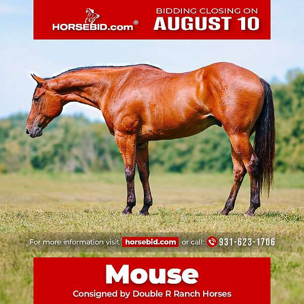 all-around-quarter-horse