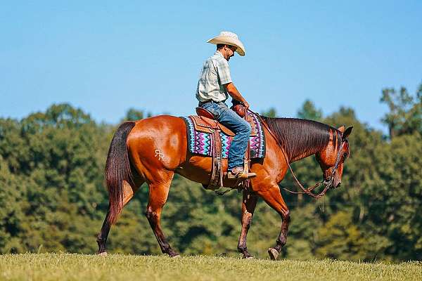 barrel-quarter-horse