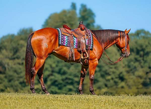 athletic-quarter-horse