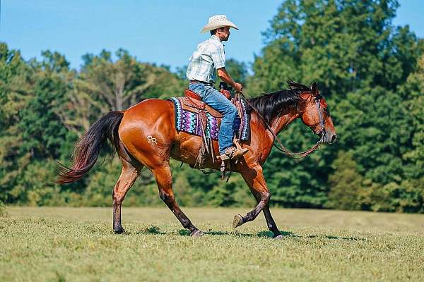calf-roping-quarter-horse