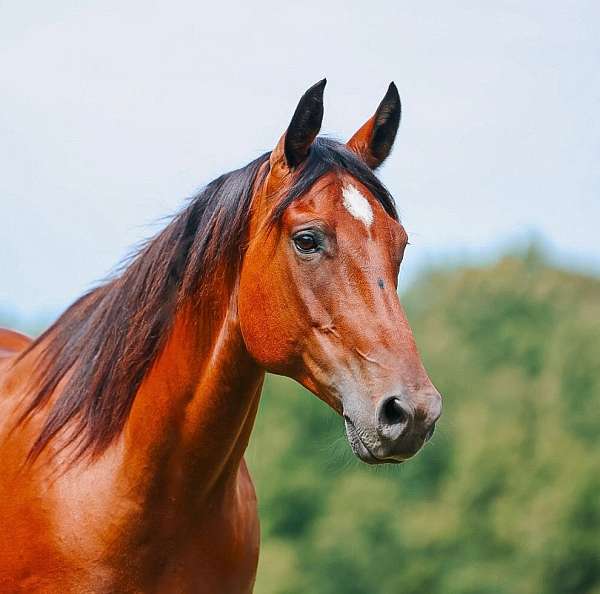 flashy-quarter-horse