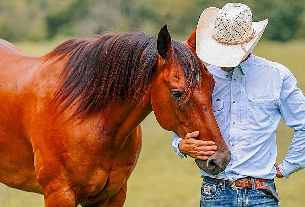 husband-safe-quarter-horse