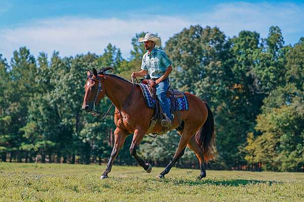 performance-quarter-horse
