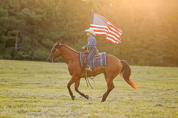 ranch-quarter-horse