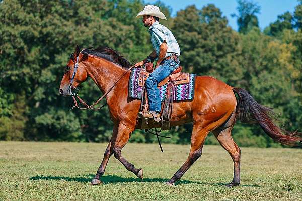ranch-versatility-quarter-horse