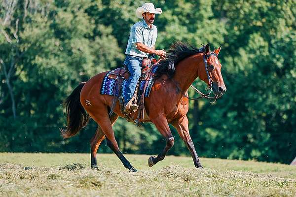 ranch-work-quarter-horse