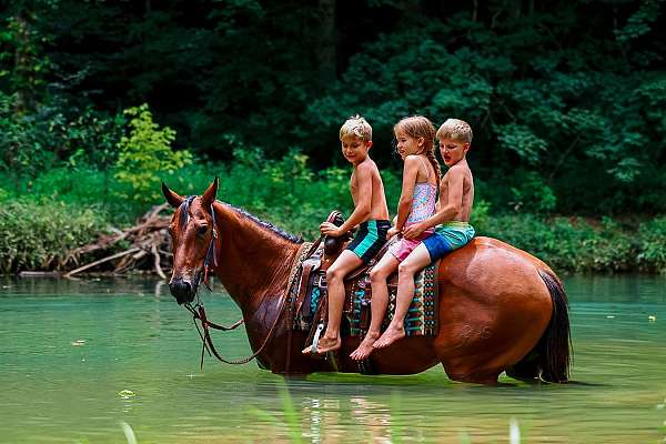 show-quarter-horse