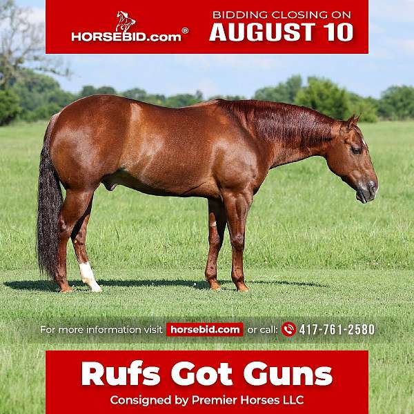 all-around-quarter-horse