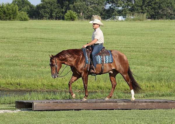 athletic-quarter-horse