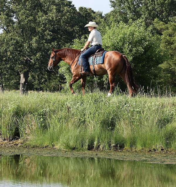 husband-safe-quarter-horse
