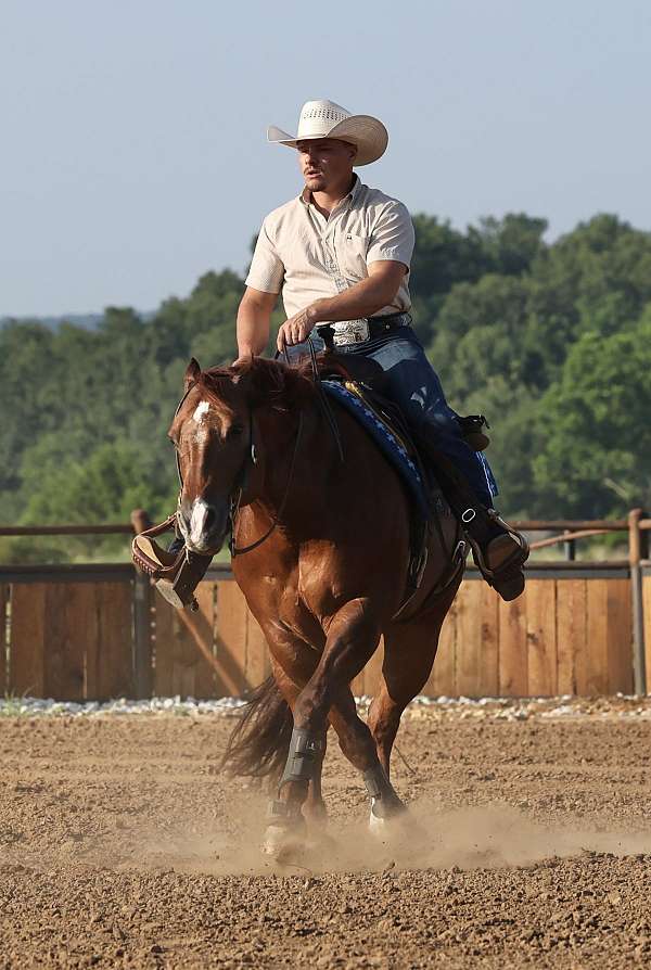 kid-safe-quarter-horse