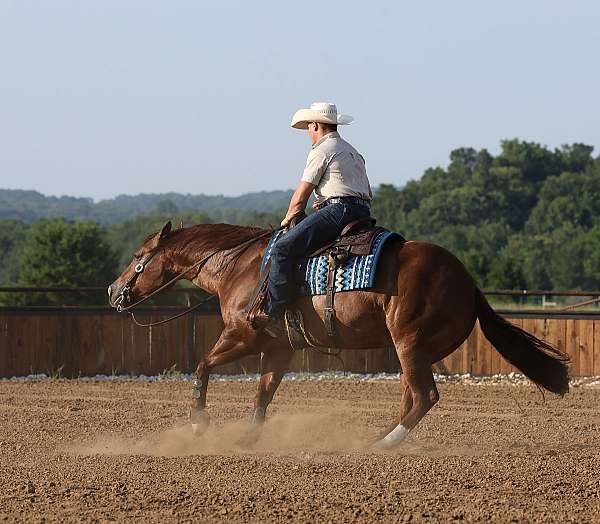 performance-quarter-horse