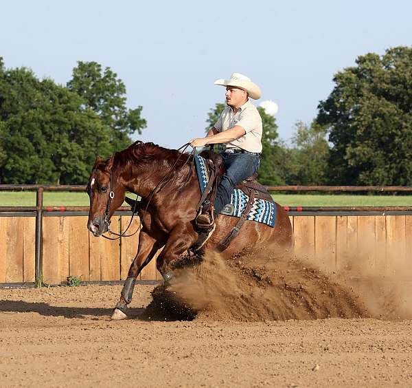 ranch-versatility-quarter-horse