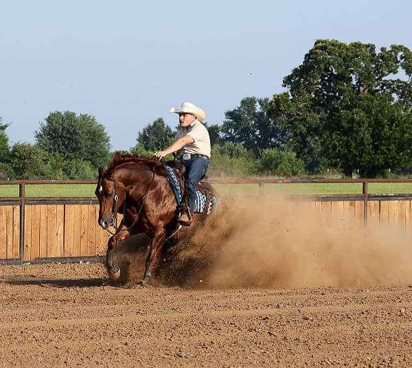 ranch-quarter-horse