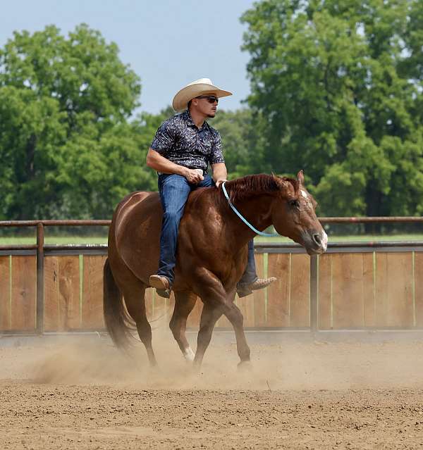 ranch-work-quarter-horse