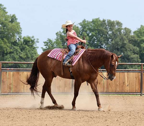 show-quarter-horse
