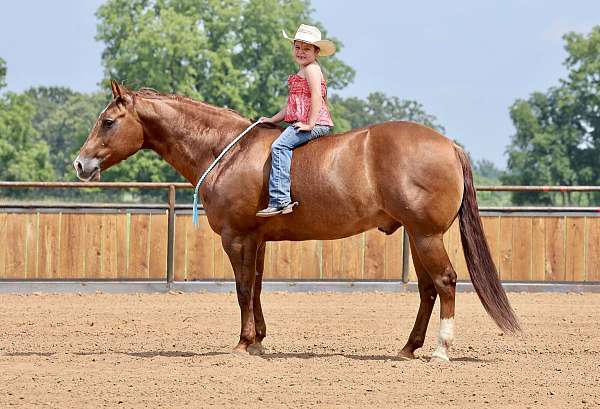 reining-quarter-horse