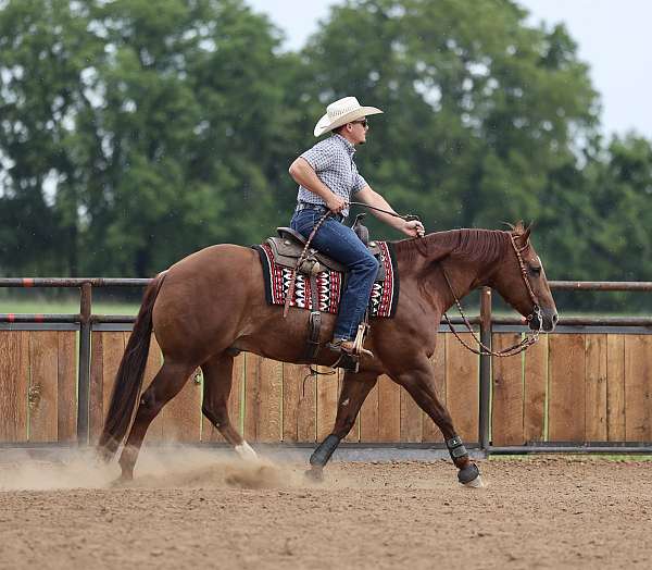 trail-quarter-horse