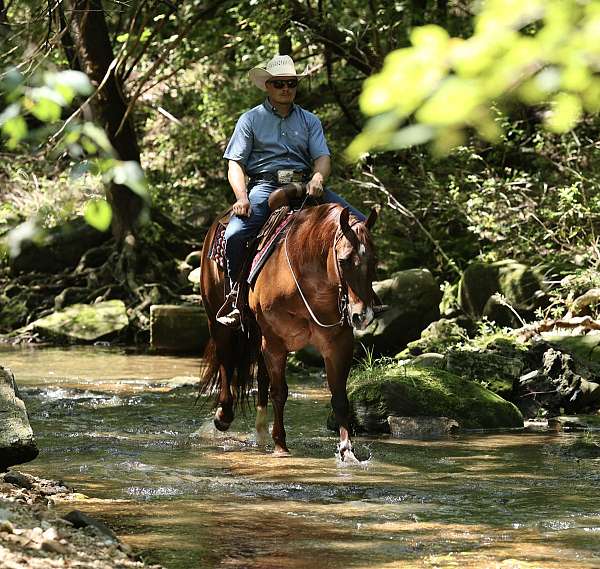 trail-riding-quarter-horse