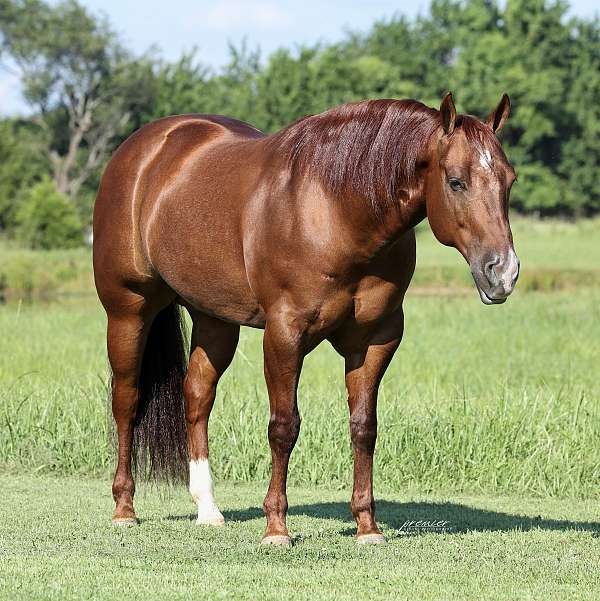 western-riding-quarter-horse