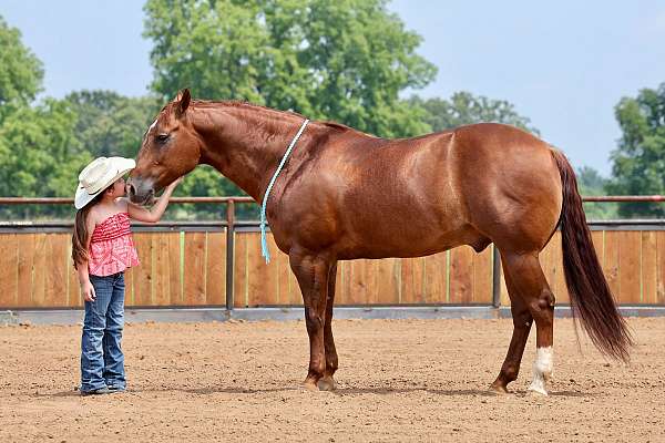 working-cattle-quarter-horse