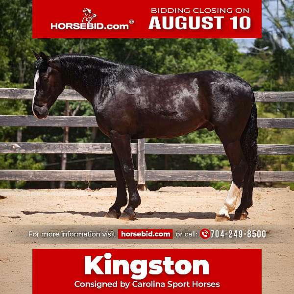 all-around-percheron-horse