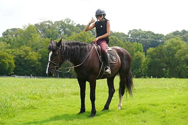 athletic-percheron-horse
