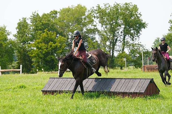 beginner-percheron-horse