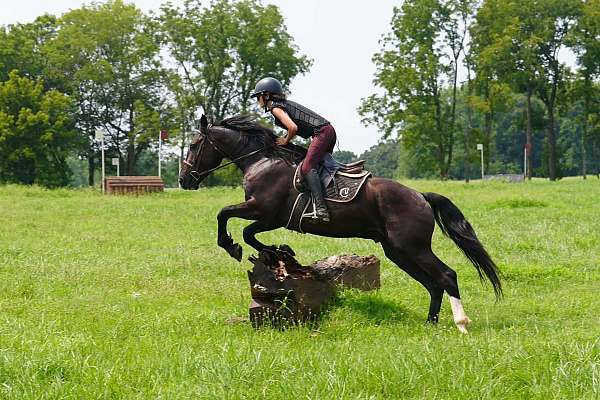 cross-percheron-horse