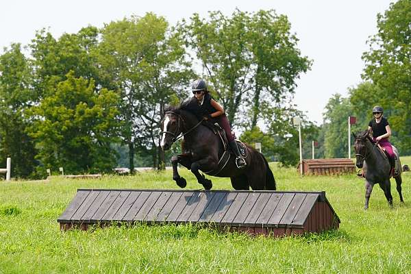 draft-percheron-horse