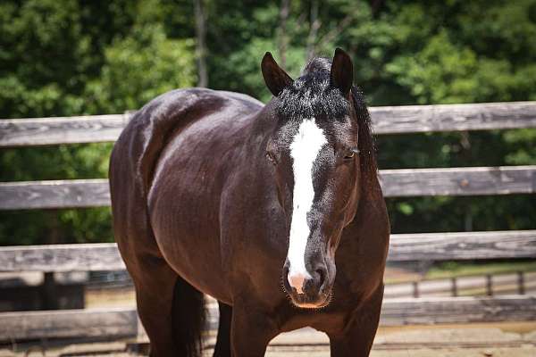 flashy-percheron-horse