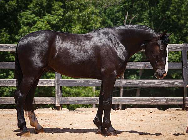 jumping-percheron-horse