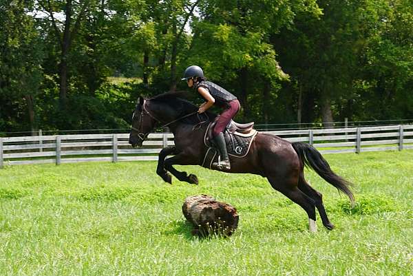 kid-safe-percheron-horse