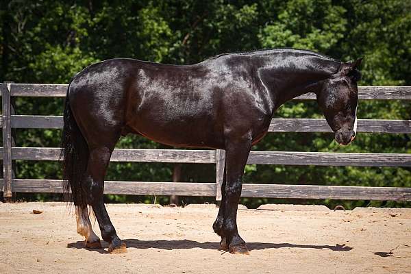 ridden-english-percheron-horse