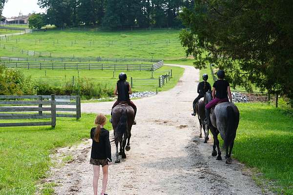 ridden-western-percheron-horse