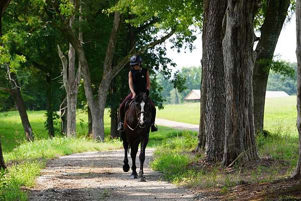 show-percheron-horse