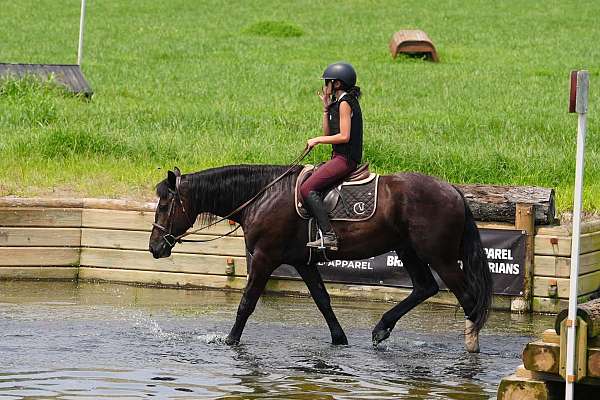 trail-percheron-horse