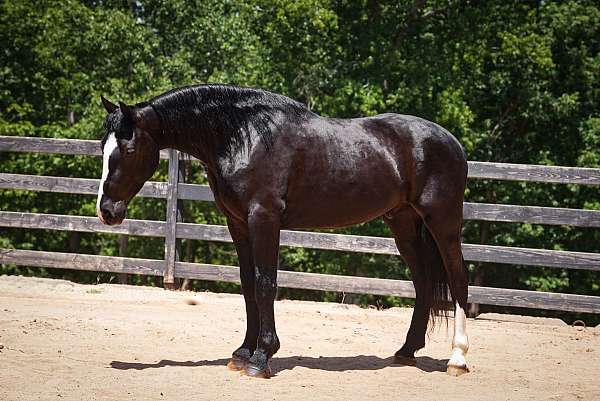 trail-riding-percheron-horse