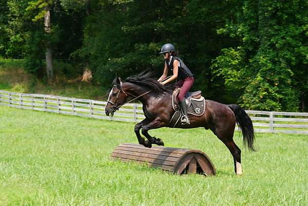 youth-percheron-horse